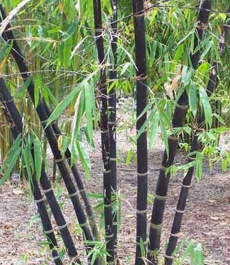 Bambusa nigra 3 lit. 